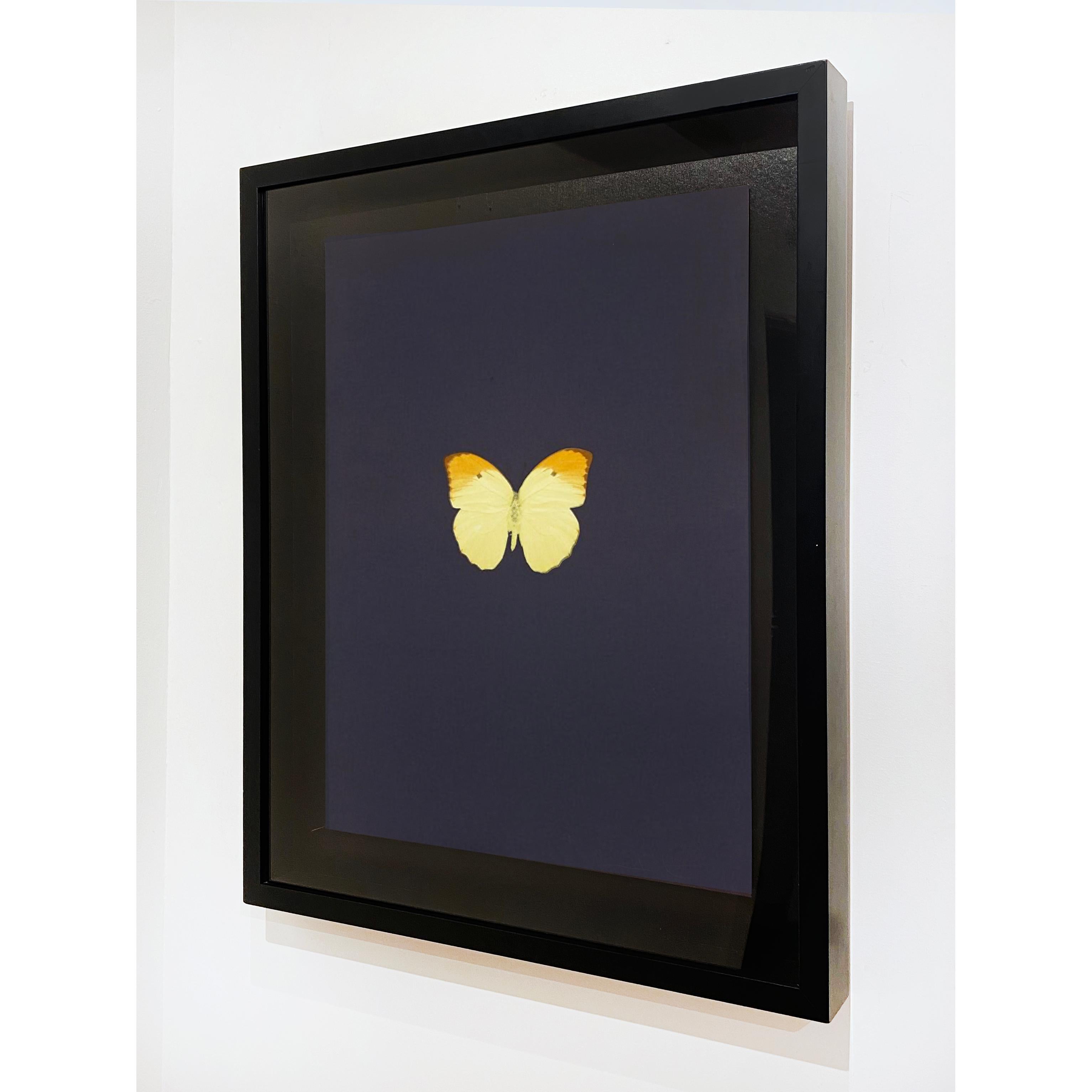 damien hirst butterfly paintings