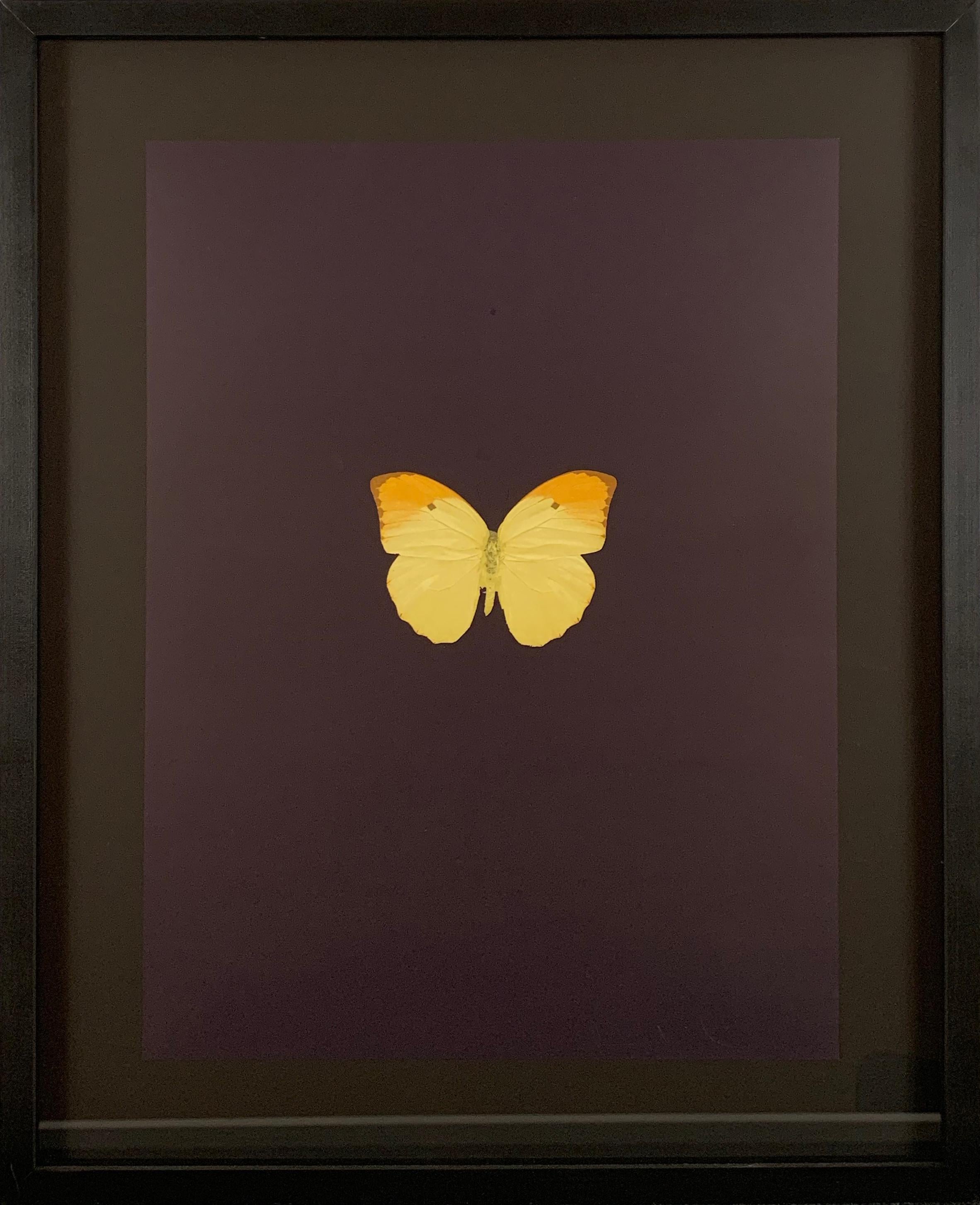 Damien Hirst Animal Print - Six Butterflies IV