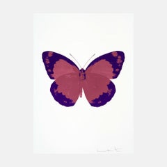 The Souls II - Loganberry Pink/Imperial Purple/Blind Impression