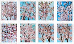 El juego completo «Las virtudes», paisaje de flores de cerezo