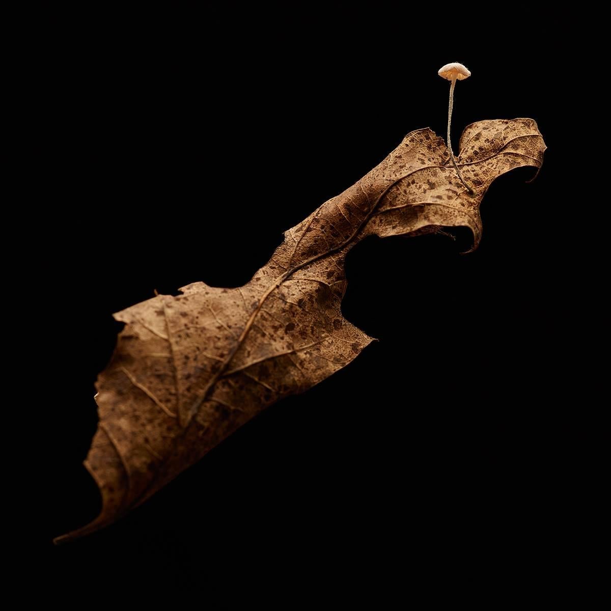 Dan Peterson Still-Life Photograph - Leaf