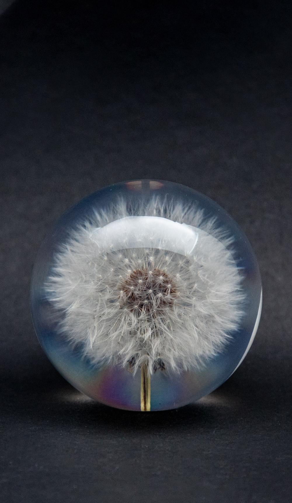 Dandelion paperweight. Created from an encased, natural white fluffy dandelion. Measure: 3