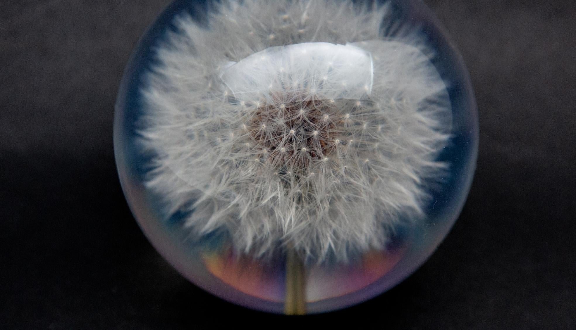 Dandelion Paperweight In New Condition In New York, NY