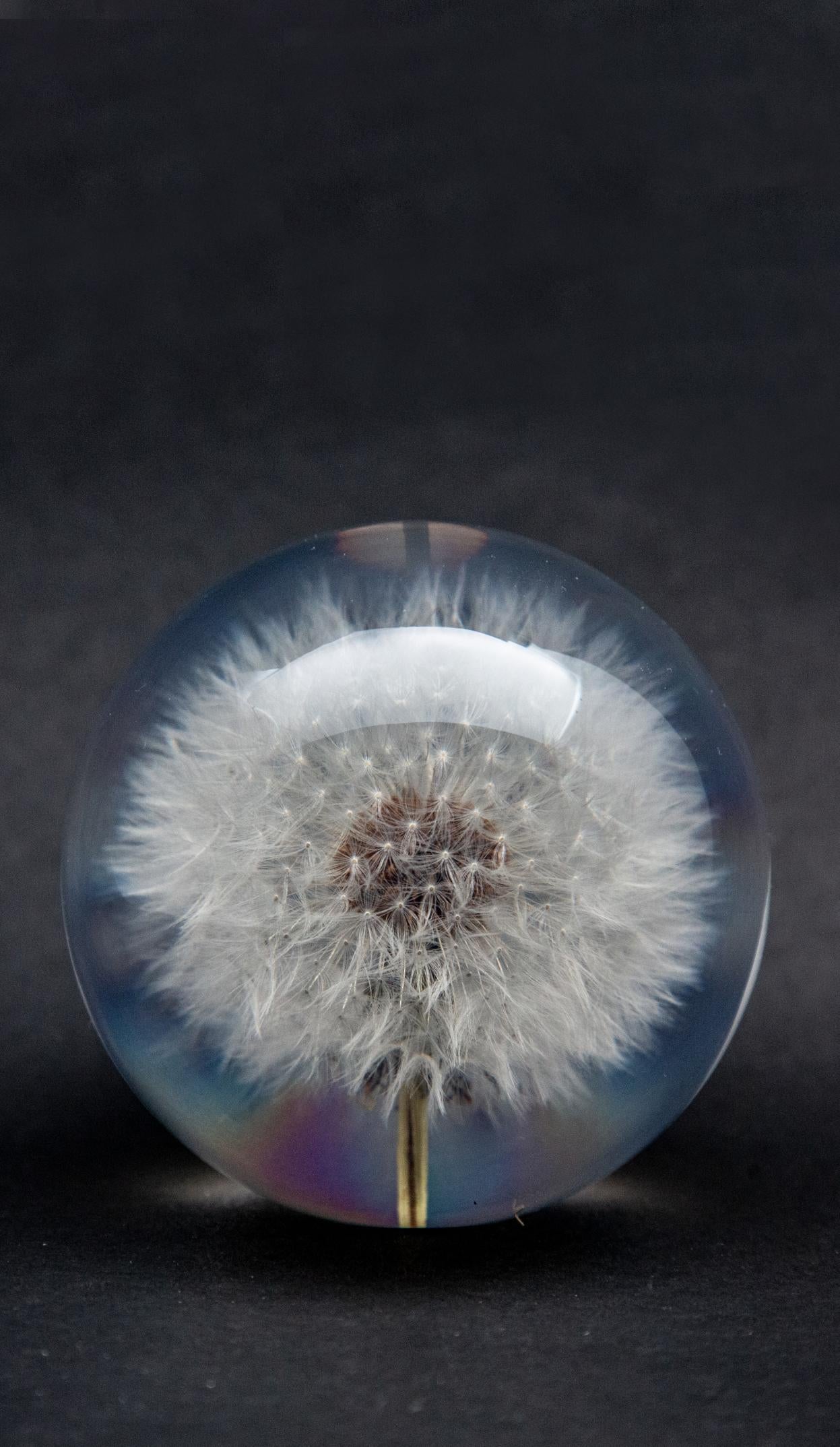 Contemporary Dandelion Paperweight