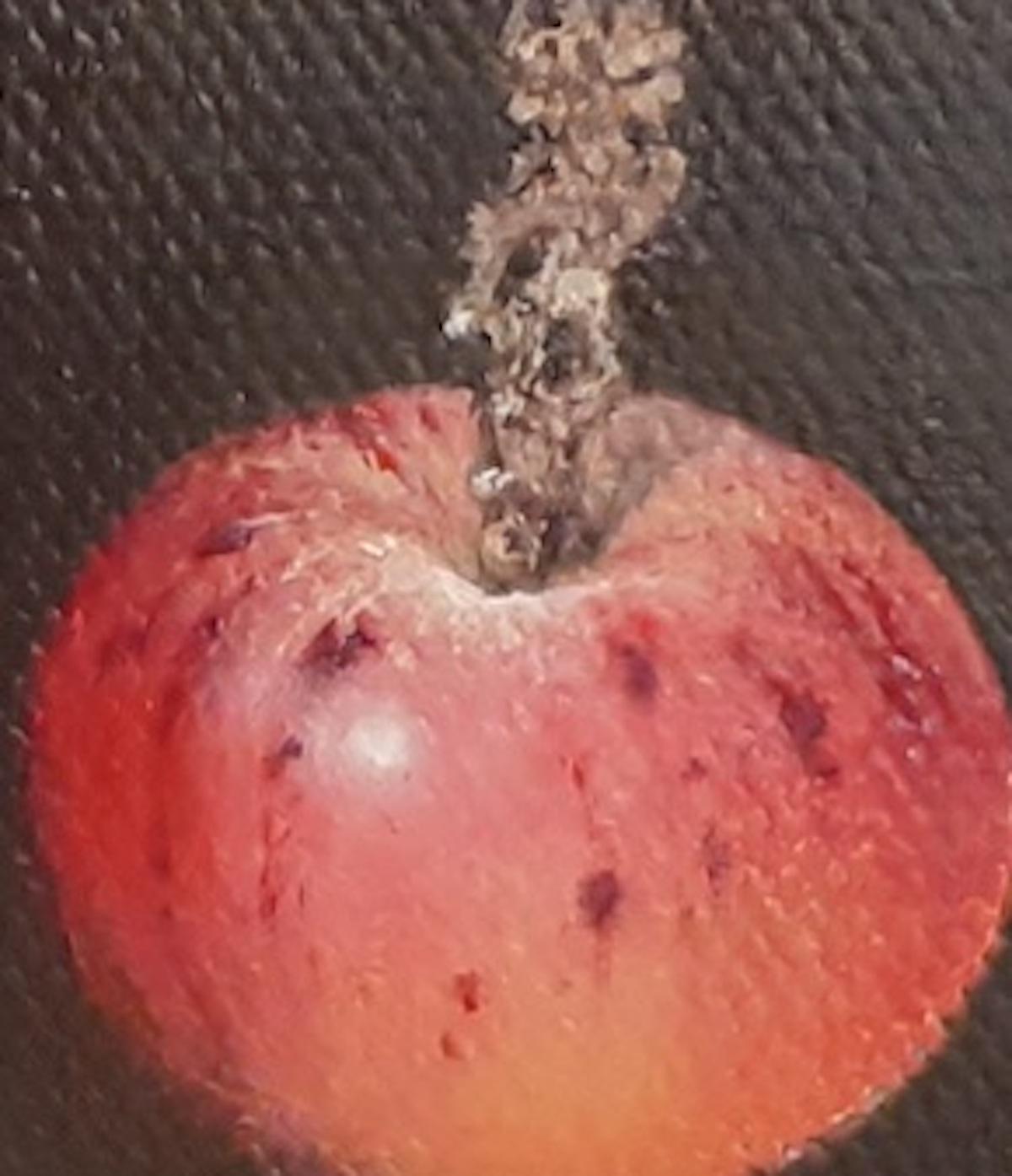 Pocket Wild Apple, Dani Humberstone, Contemporary painting, still life art - Realist Painting by Dani Humberstone 
