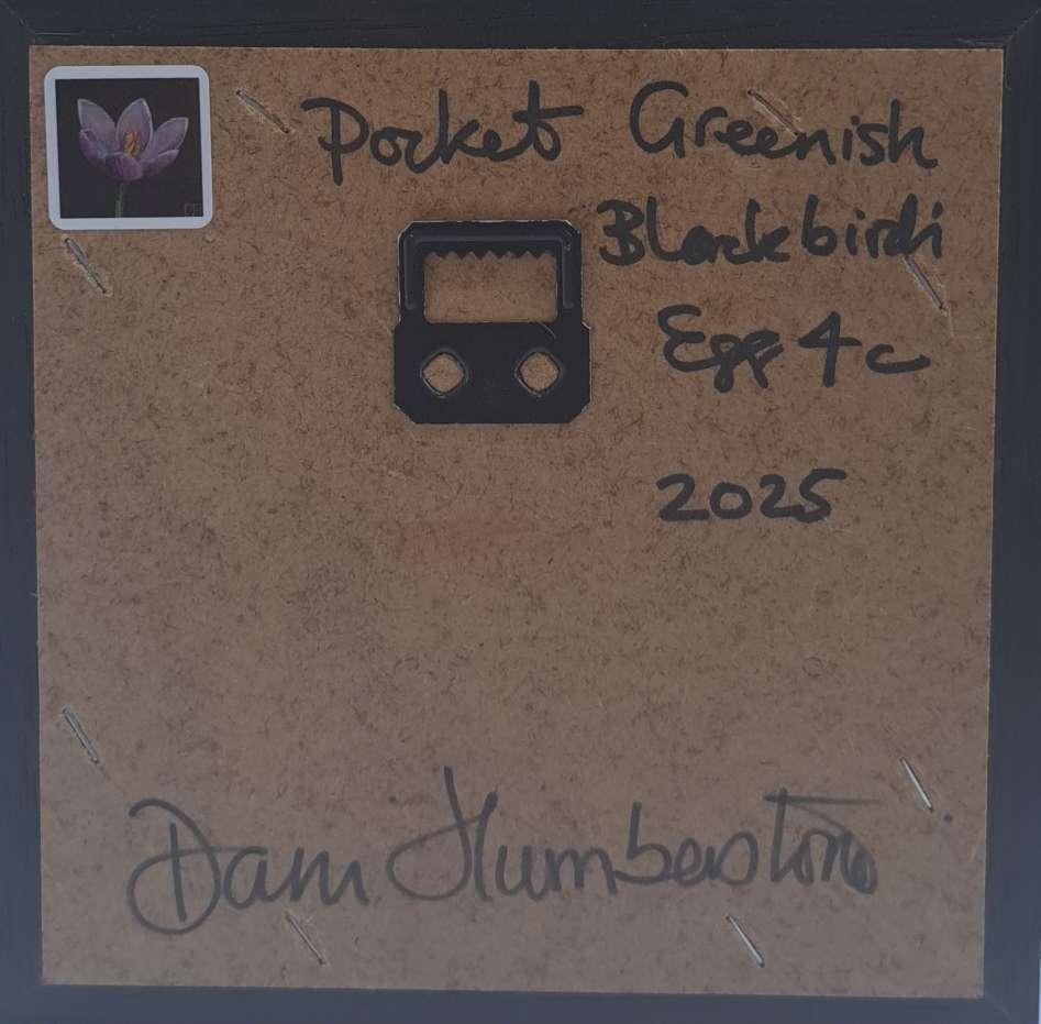 Pocket Greenish blackbird's Egg 4c is an original oil painting by Dani Humberstone as part of her Pocket painting series featuring small scale realistic oil paintings, with a nod to baroque still life painting. The paintings are set in a black wood
