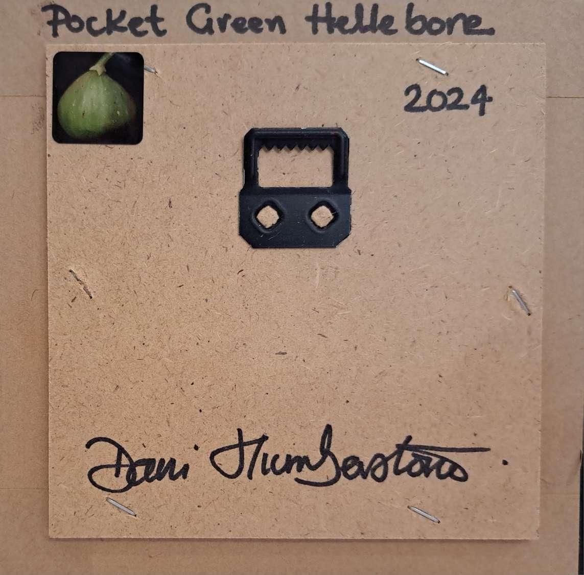 Pocket Green Hellebore (c), Original Painting, Flower, Nature, Spring art For Sale 5