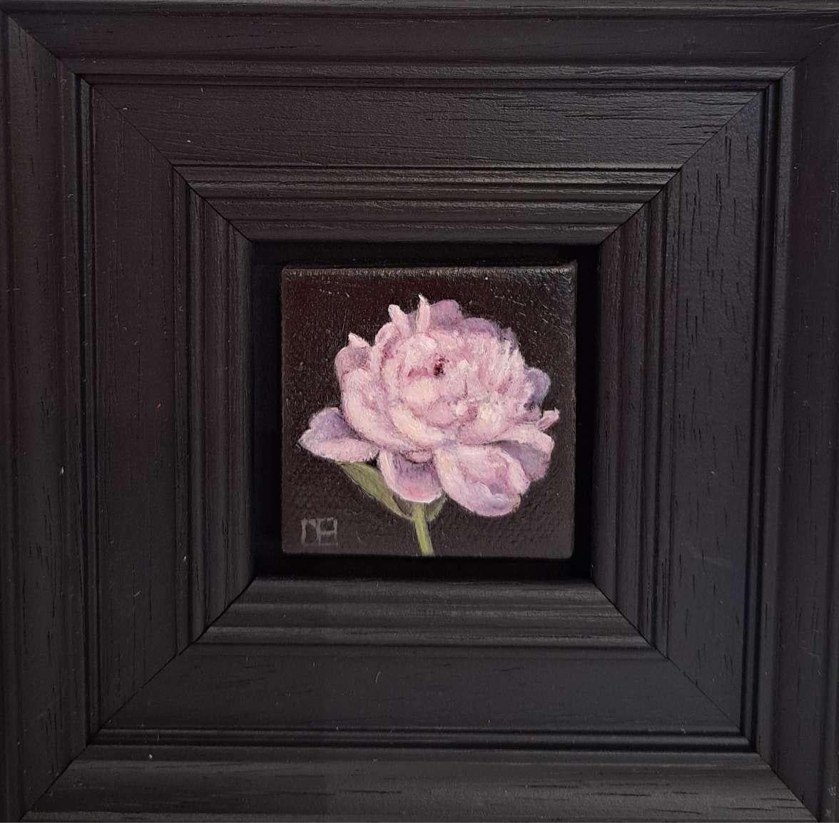 Pocket Pink Peony (c) is an original oil painting by Dani Humberstone as part of her Pocket Painting series featuring small scale realistic oil paintings, with a nod to baroque still life painting. The paintings are set in a black wood layered