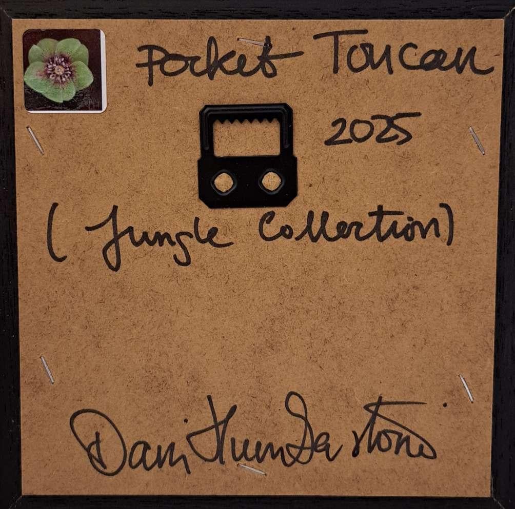 Tukan Dschungel Sammlung Pocke, Originalgemälde, Ölfarbe, Stillleben, Natur (Zeitgenössisch), Painting, von Dani Humberstone