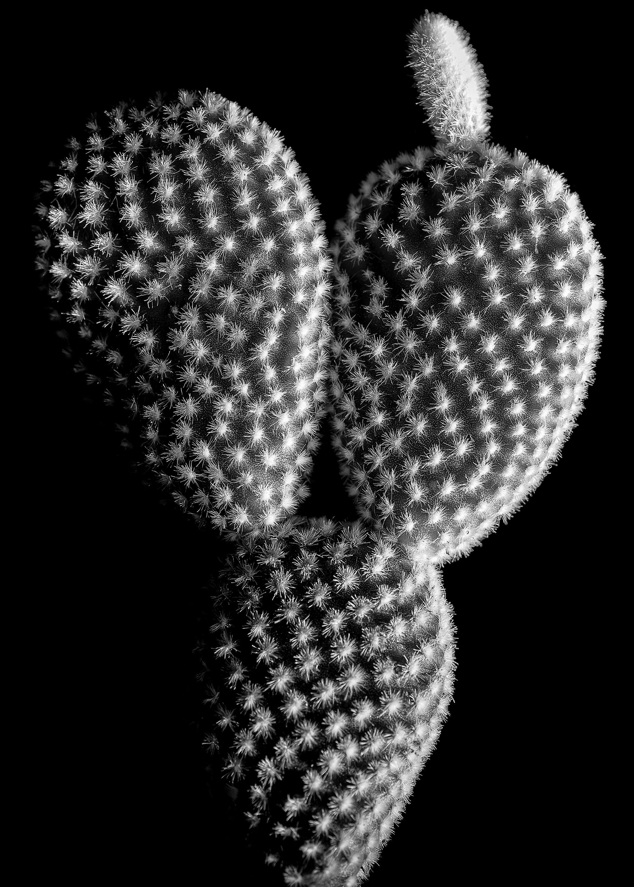 Cactus on Black, Photograph, Archival Ink Jet