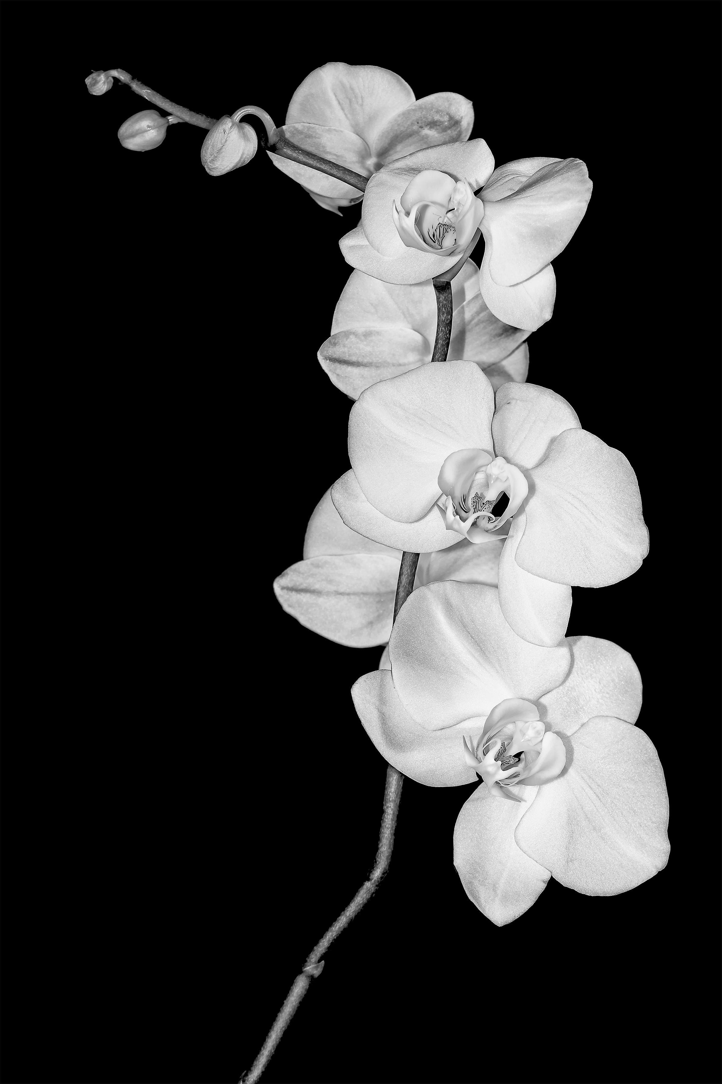Daniel Ashe Black and White Photograph – Orchidee-Studie in Schwarz-Weiß, Fotografie, Archivtinte Jet