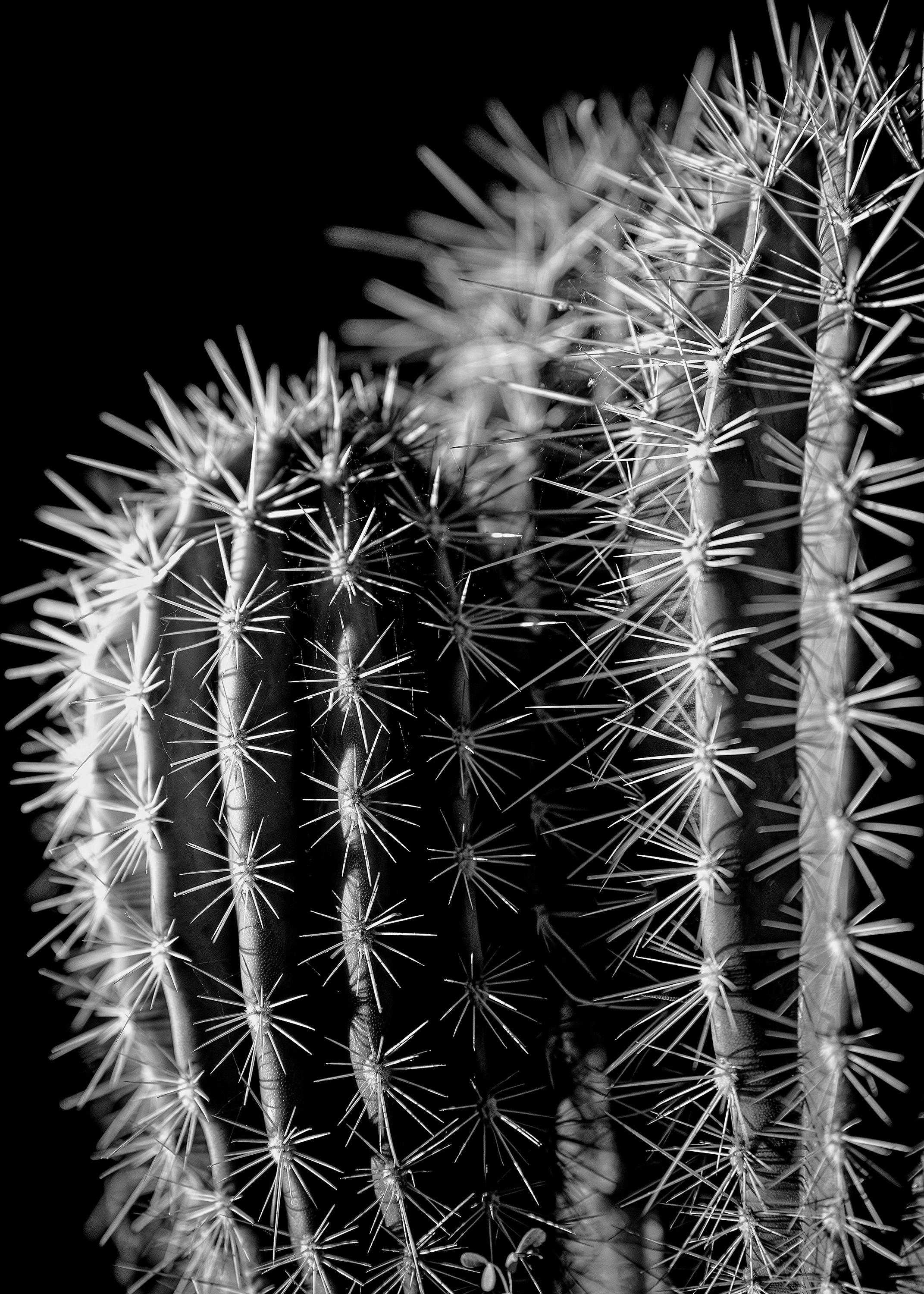 Daniel Ashe Black and White Photograph – Spiked, Fotografie, Archivtintenstrahl