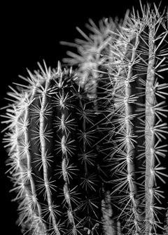 Spiked, Photograph, Archival Ink Jet
