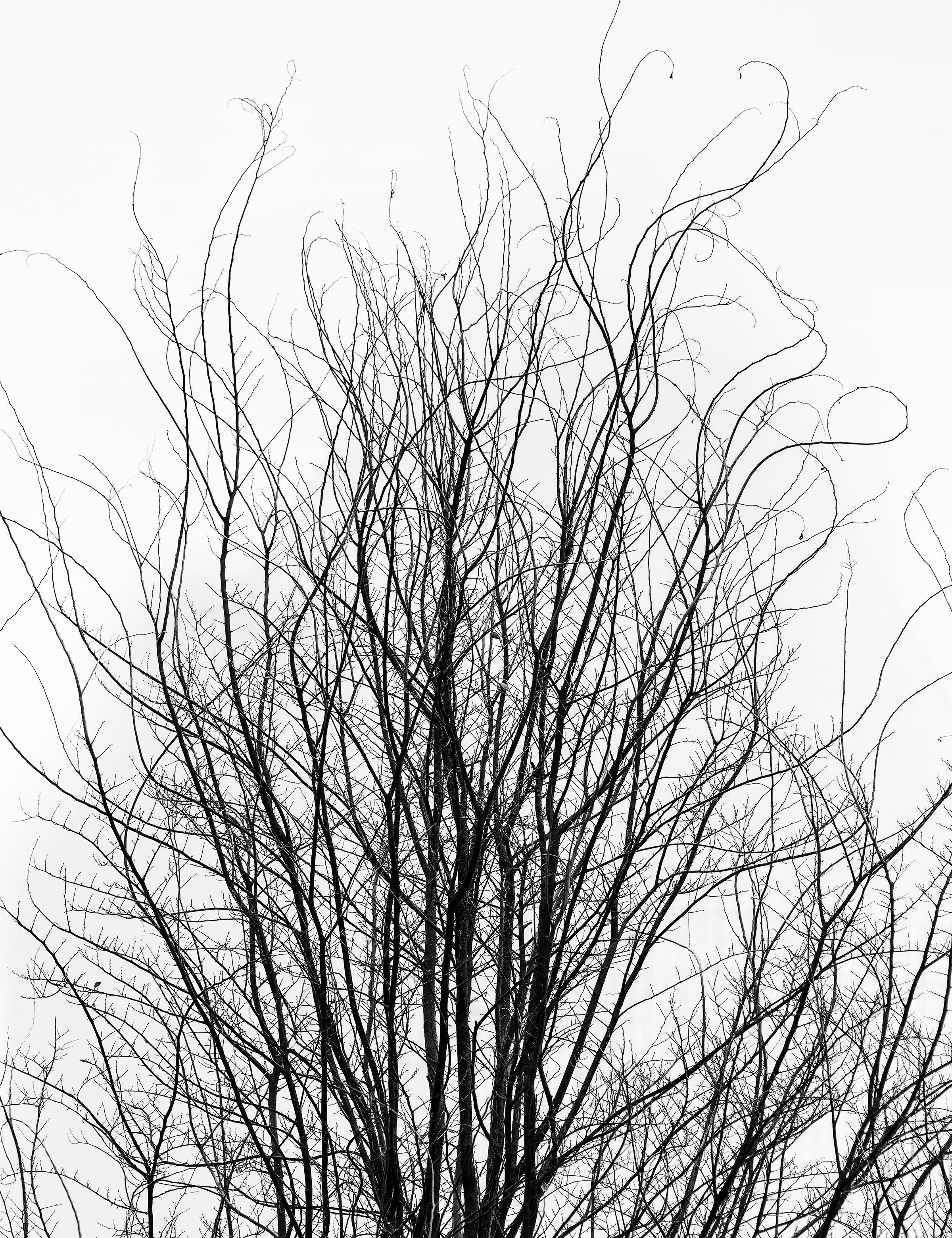 Daniel Ashe Black and White Photograph - The Nature of Winter, Photograph, Archival Ink Jet