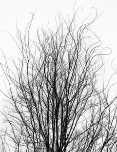 The Nature of Winter, Photograph, Archival Ink Jet