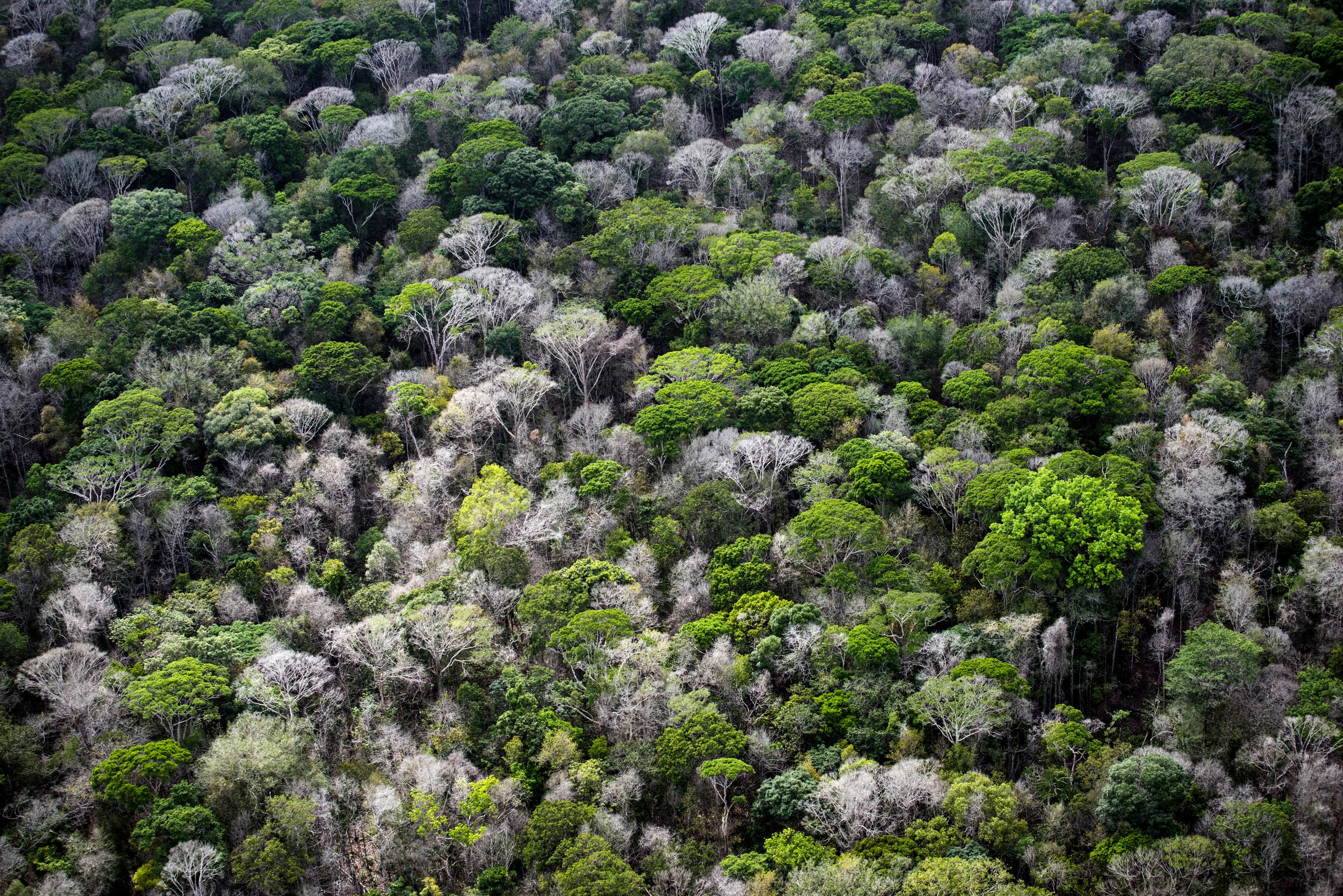 Daniel Beltra Color Photograph - Amazon pristine canopy (#220)