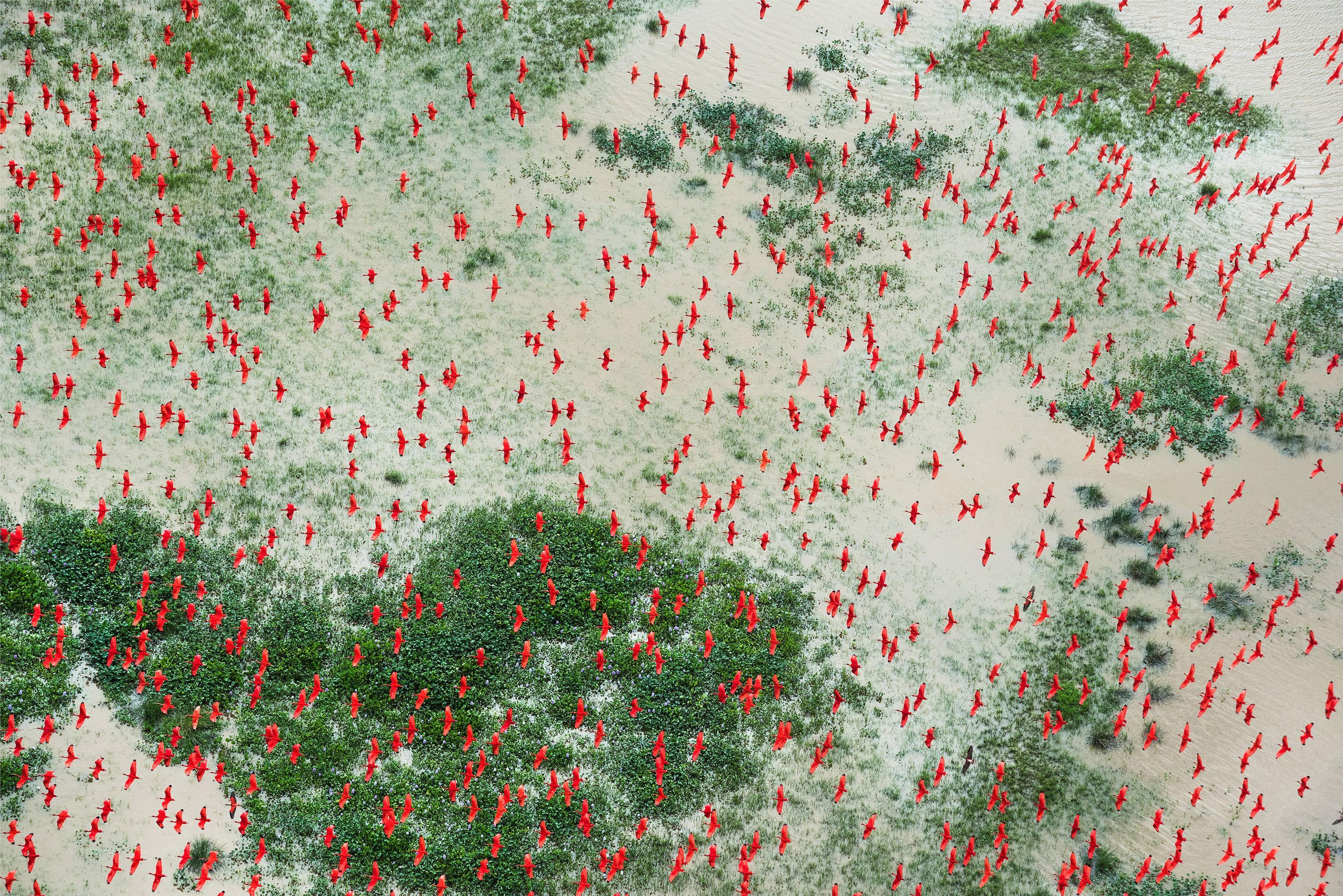 Daniel Beltra Color Photograph - Amazon scarlet ibis (#222)