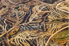 Indonesia new palm terraces (#9)