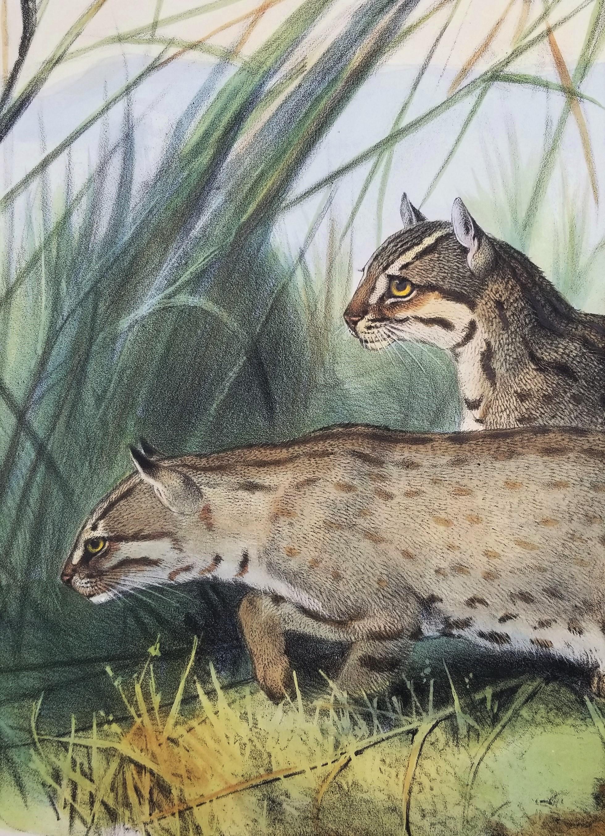 Felis Rubiginosa ( chat taillé en Russie) /// Daniel Giraud Elliot Cat Tiger Lion Art en vente 9