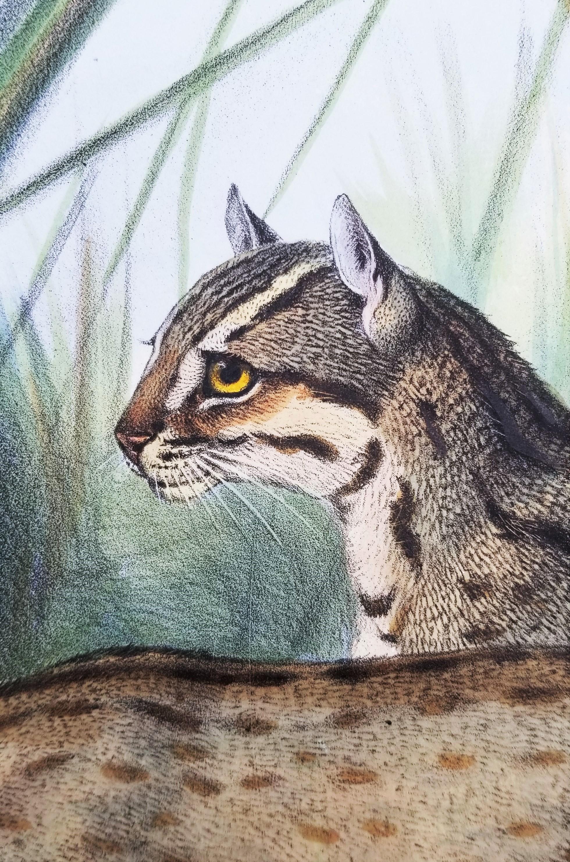 Felis Rubiginosa ( chat taillé en Russie) /// Daniel Giraud Elliot Cat Tiger Lion Art en vente 10