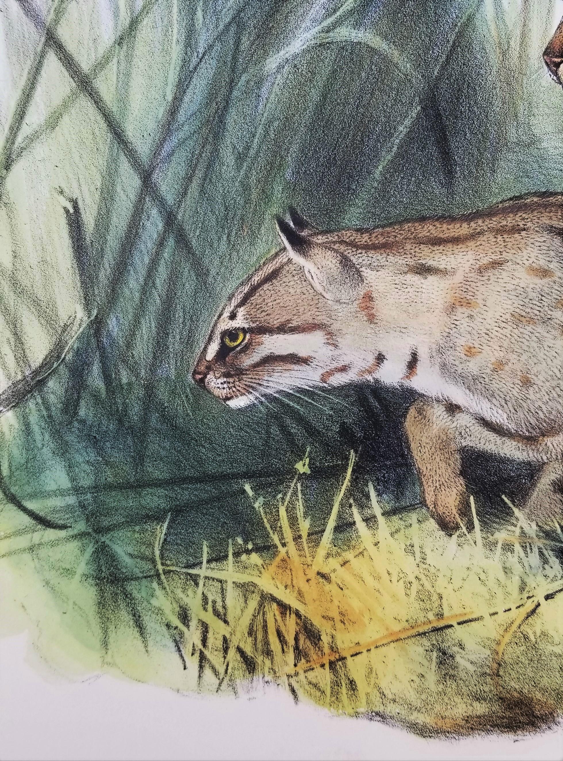 Felis Rubiginosa ( chat taillé en Russie) /// Daniel Giraud Elliot Cat Tiger Lion Art en vente 11