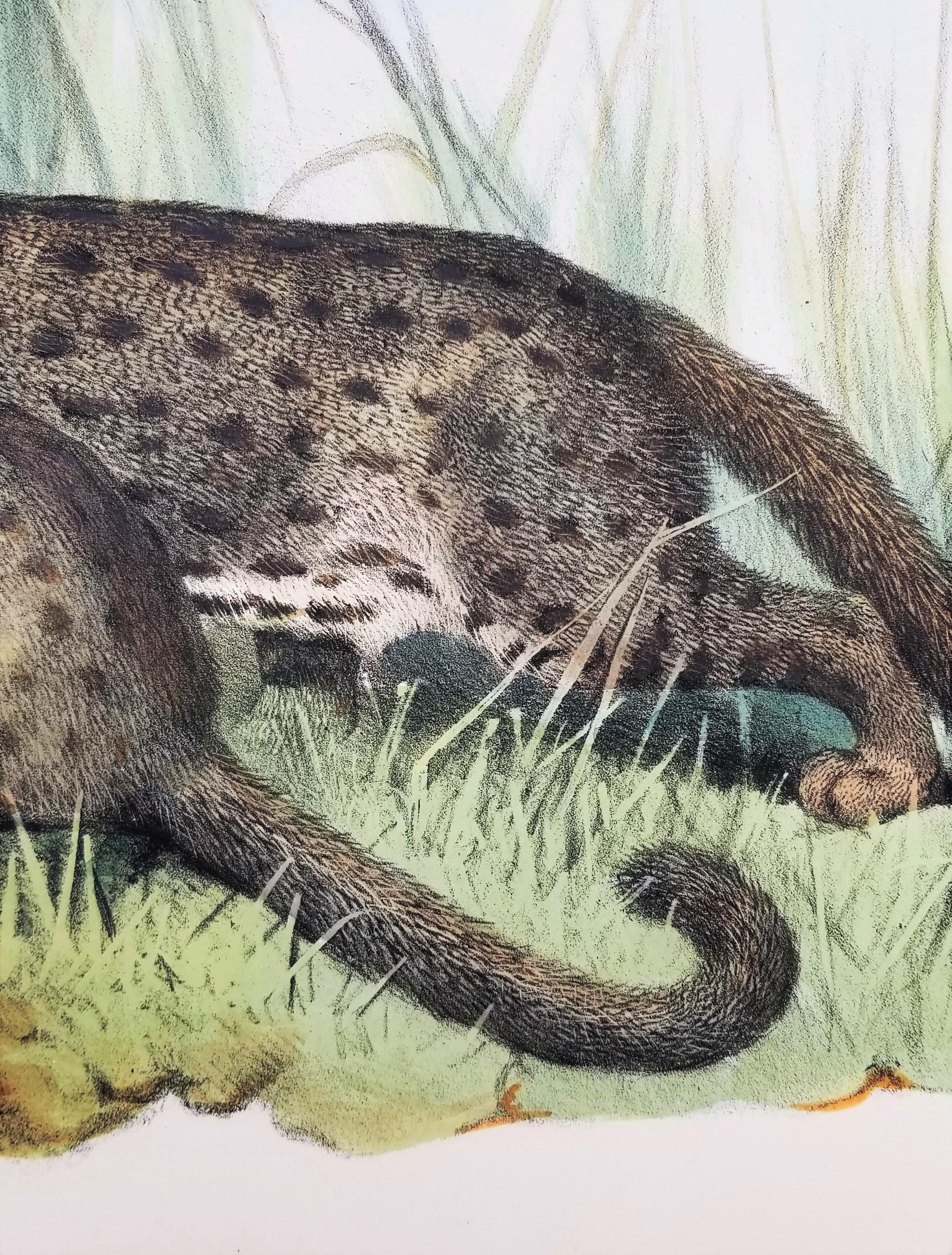 Felis Rubiginosa ( chat taillé en Russie) /// Daniel Giraud Elliot Cat Tiger Lion Art en vente 13