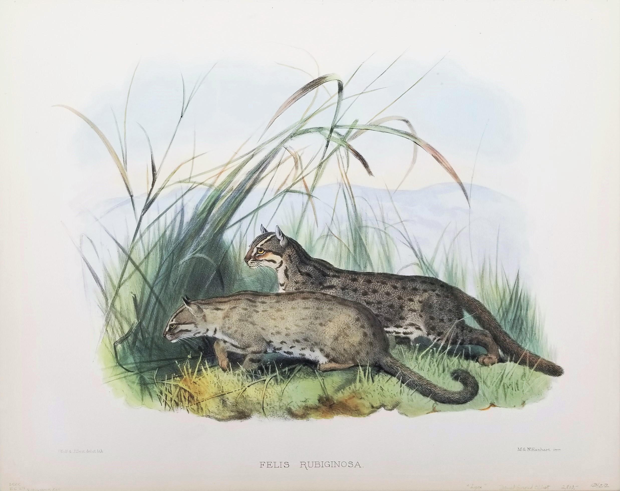 Felis Rubiginosa ( chat taillé en Russie) /// Daniel Giraud Elliot Cat Tiger Lion Art en vente 1