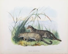Felis Rubiginosa (Rusty-Spotted Cat) /// Daniel Giraud Elliot Cat Tiger Lion Art