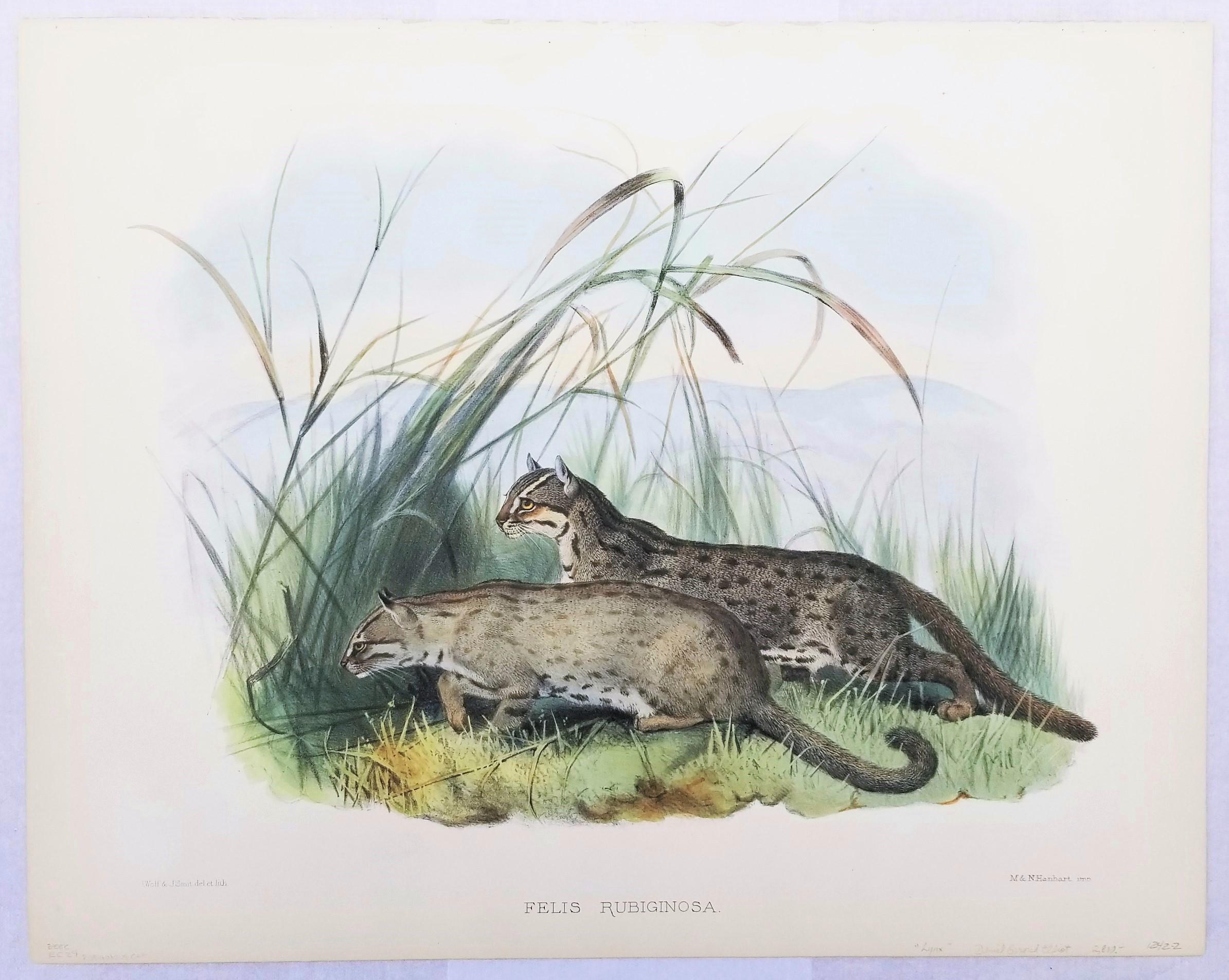 Felis Rubiginosa ( chat taillé en Russie) /// Daniel Giraud Elliot Cat Tiger Lion Art en vente 2