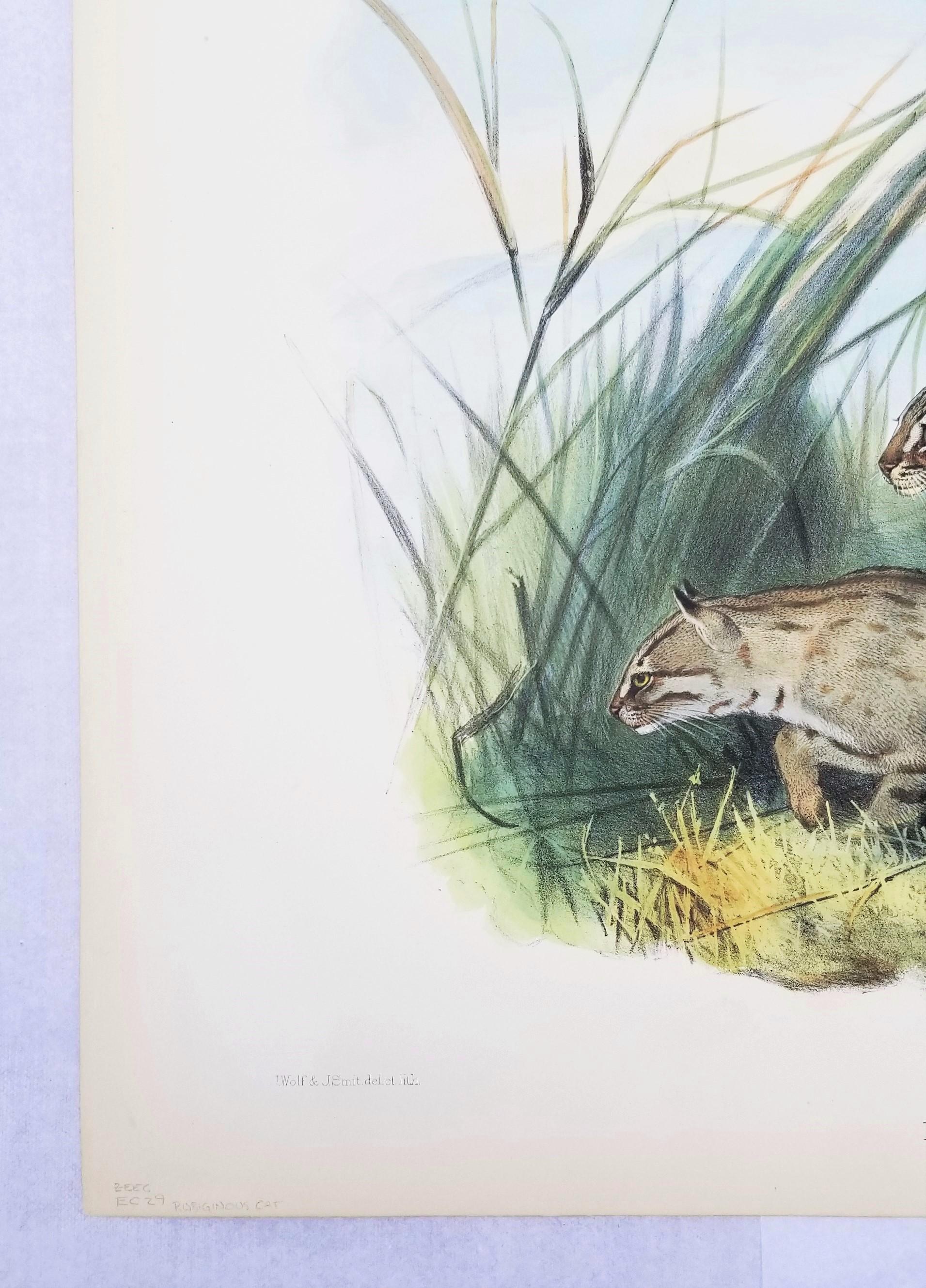 Felis Rubiginosa ( chat taillé en Russie) /// Daniel Giraud Elliot Cat Tiger Lion Art en vente 3