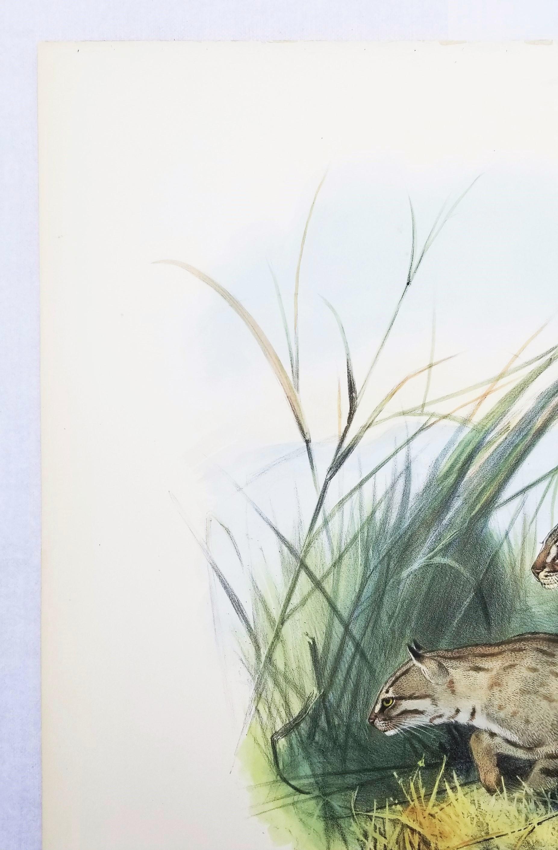 Felis Rubiginosa ( chat taillé en Russie) /// Daniel Giraud Elliot Cat Tiger Lion Art en vente 4