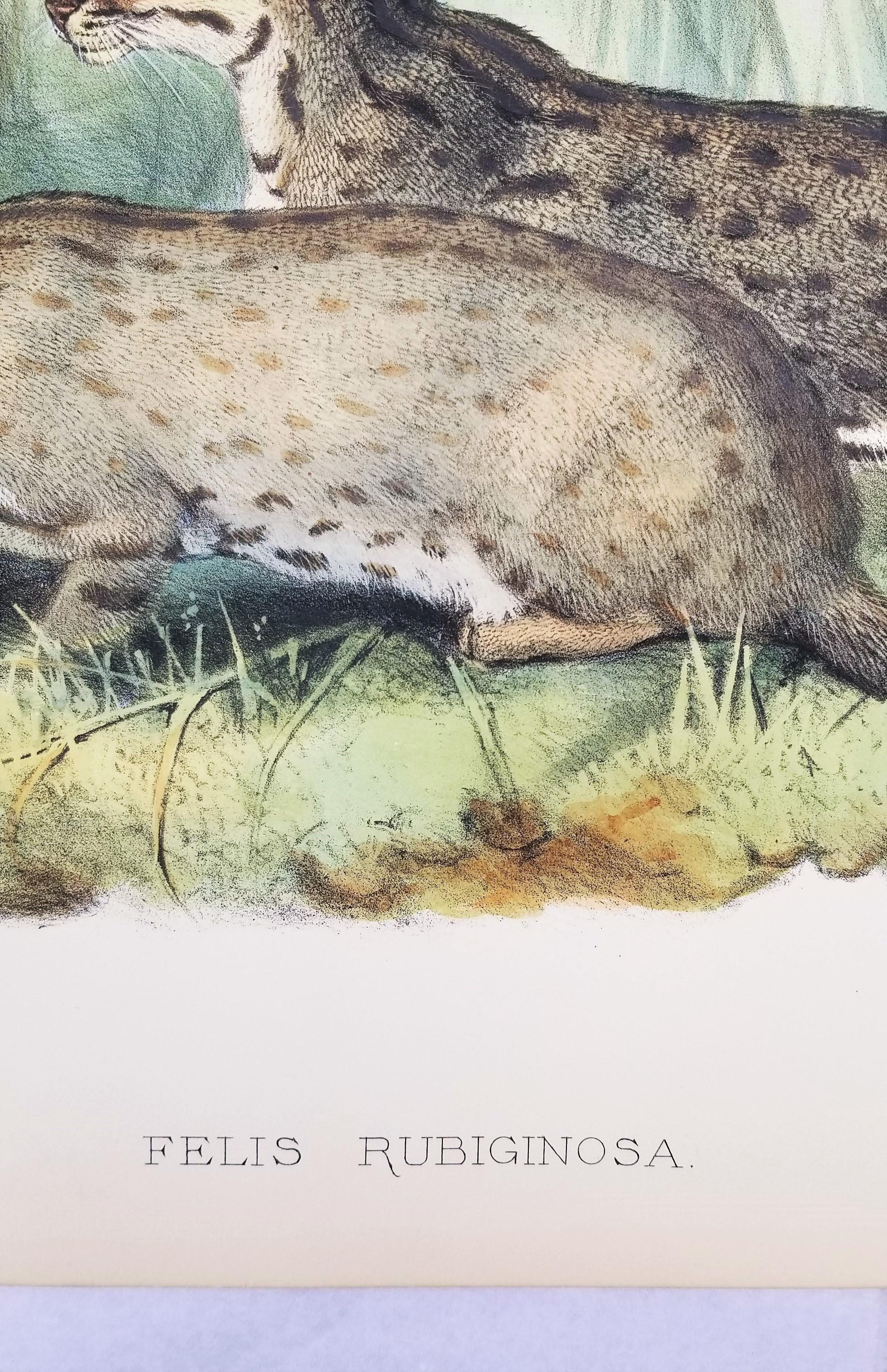 Felis Rubiginosa ( chat taillé en Russie) /// Daniel Giraud Elliot Cat Tiger Lion Art en vente 8