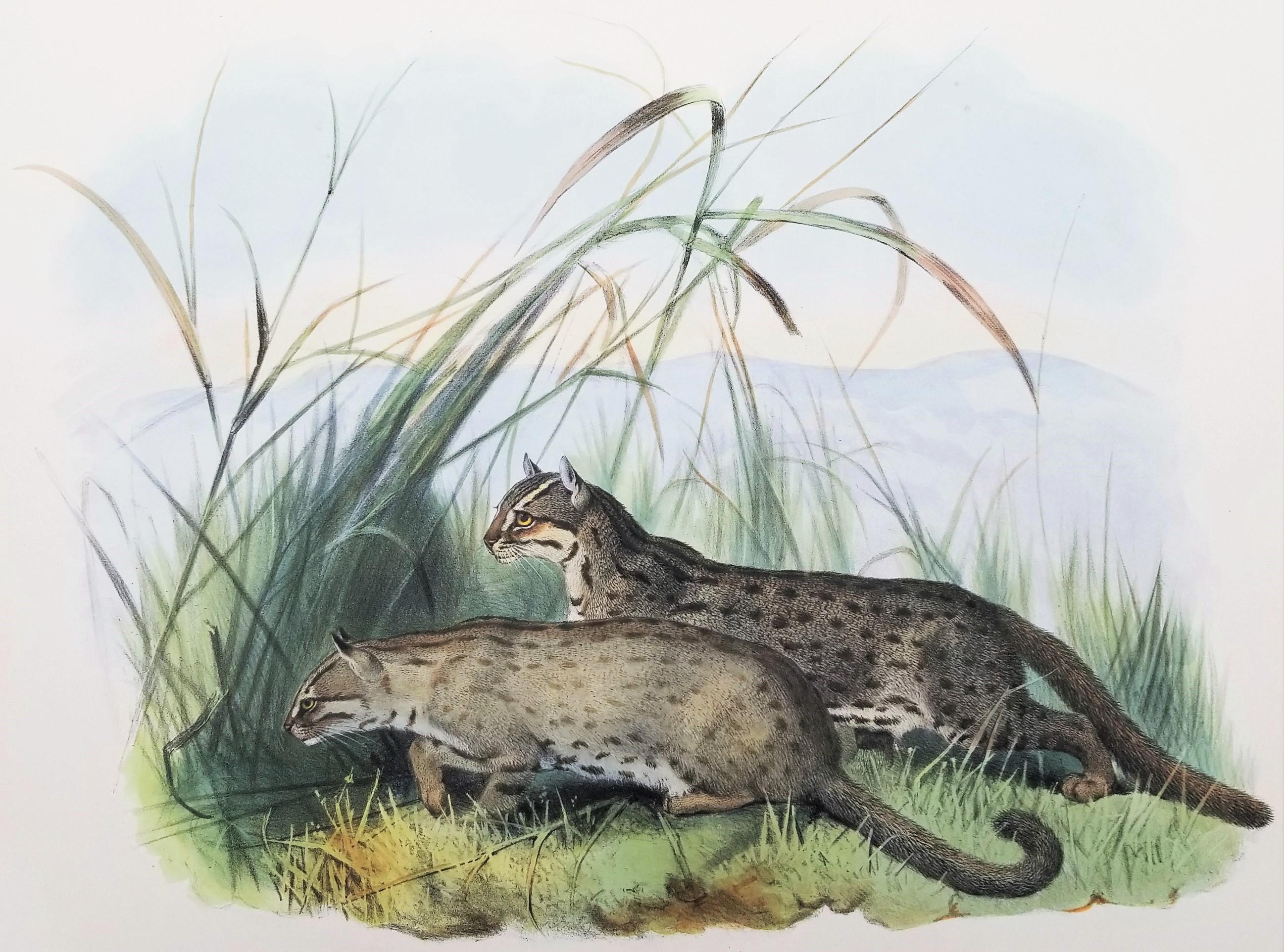Felis Rubiginosa (Gatto dal pelo arrugginito) /// Daniel Giraud Elliot Cat Tiger Lion Art