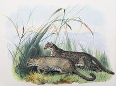 Antique Felis Rubiginosa (Rusty-Spotted Cat) /// Daniel Giraud Elliot Cat Tiger Lion Art