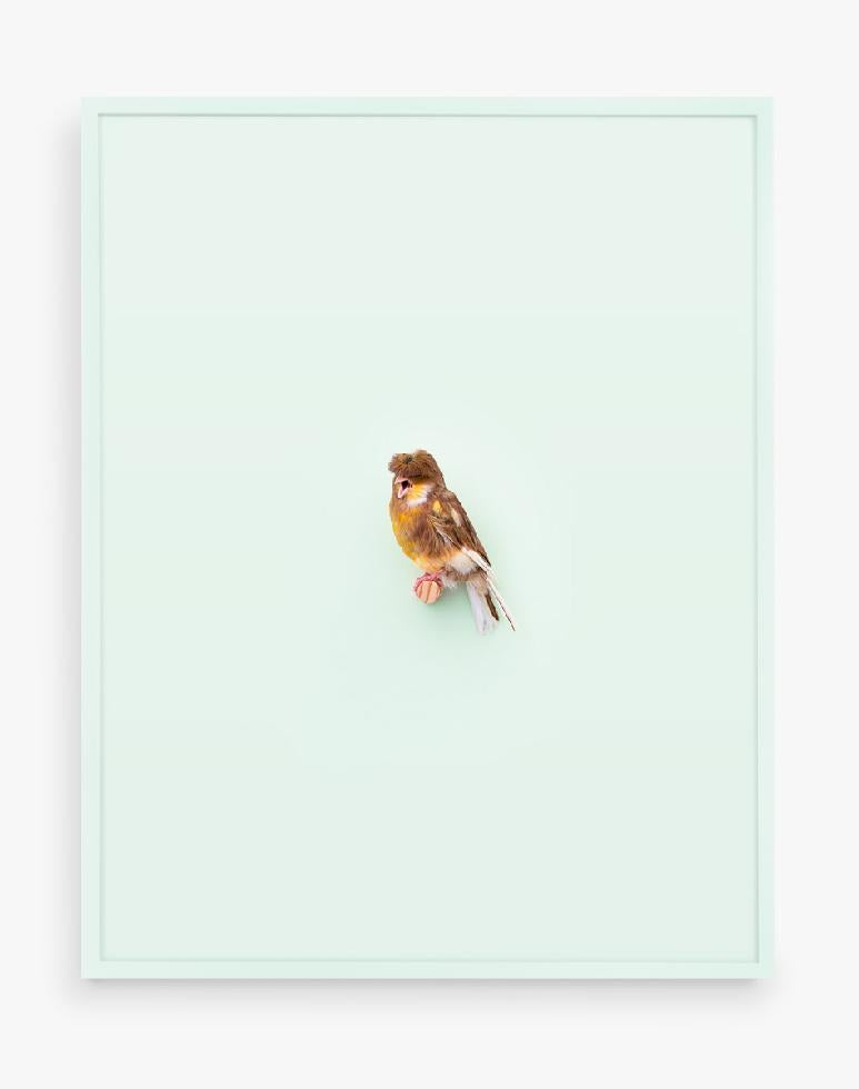 Daniel Handal Color Photograph - Gloster Fancy Canary (Tidewater)