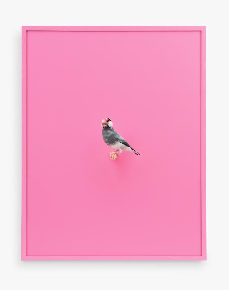 Daniel Handal Color Photograph - Java Rice Finch (Bubble Gum)