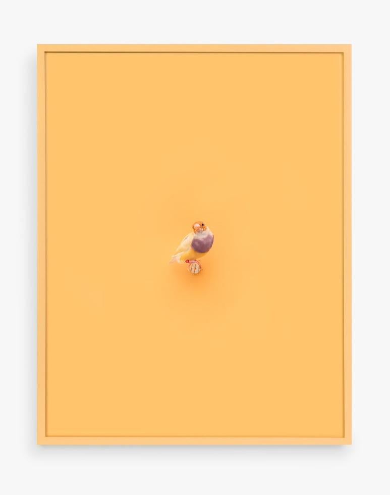 Daniel Handal Color Photograph - Orange-Headed Lady Gouldian Finch (Ray of Wisdom)