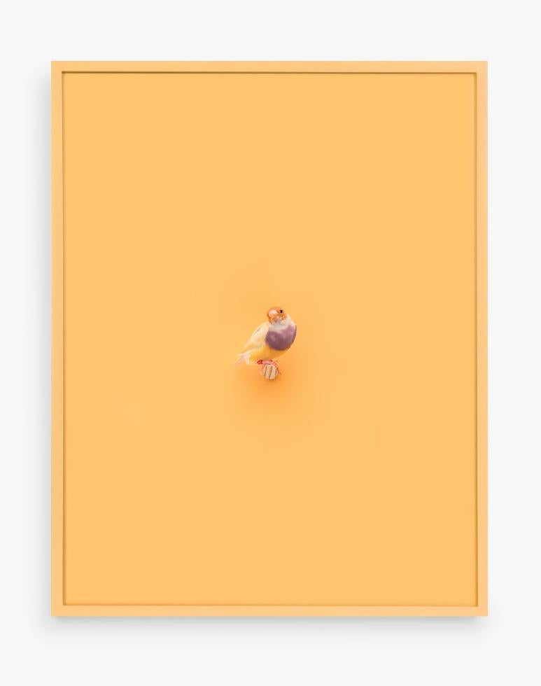 Color Photograph Daniel Handal - Finition Lady Gouldian, ornée de perles orange (raye de sagesse)