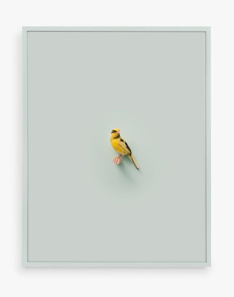 Daniel Handal Color Photograph - Russian Canary (Healing Aloe)