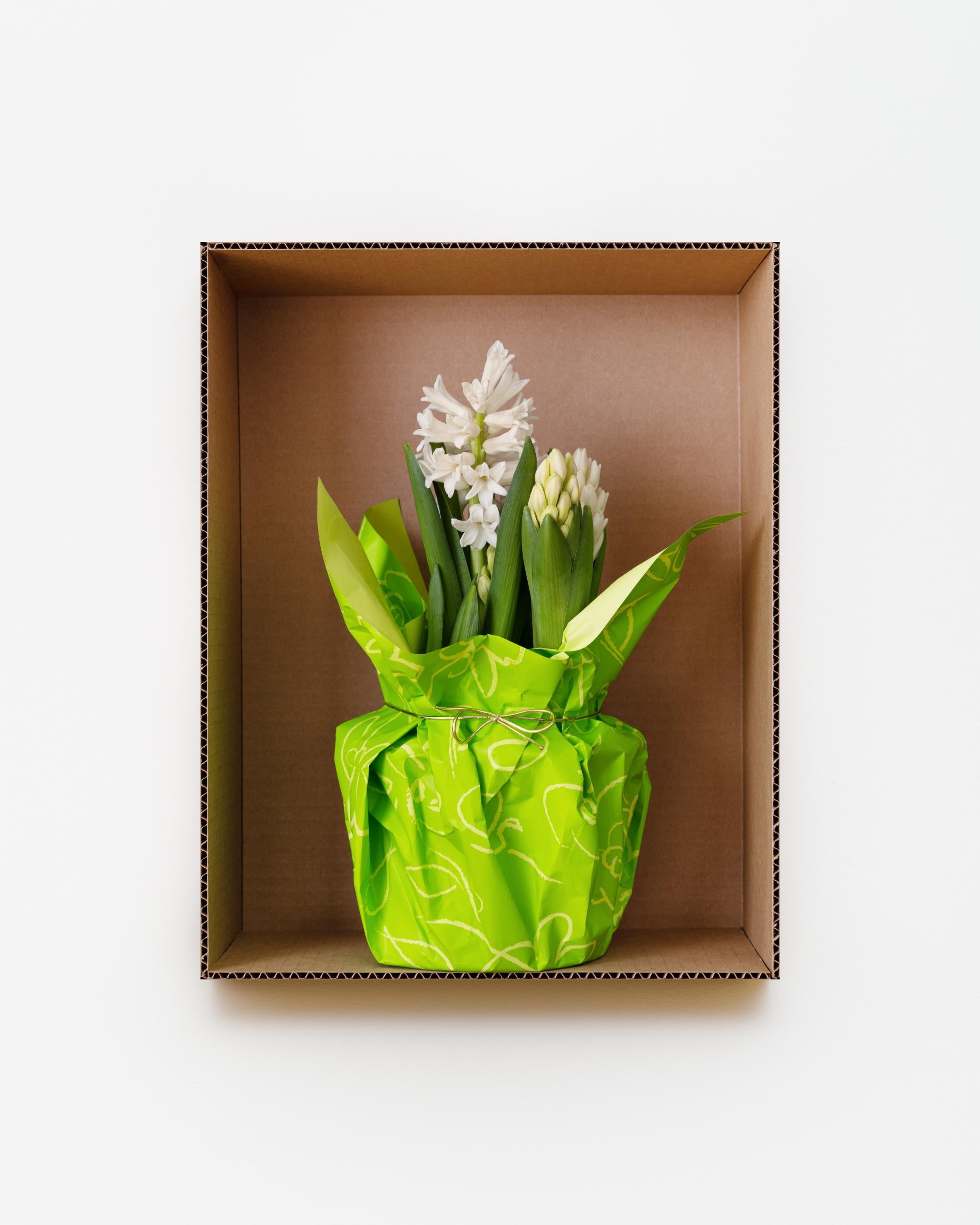 Daniel Handal Still-Life Photograph - White Hyacinth (Green Wrapping Paper)