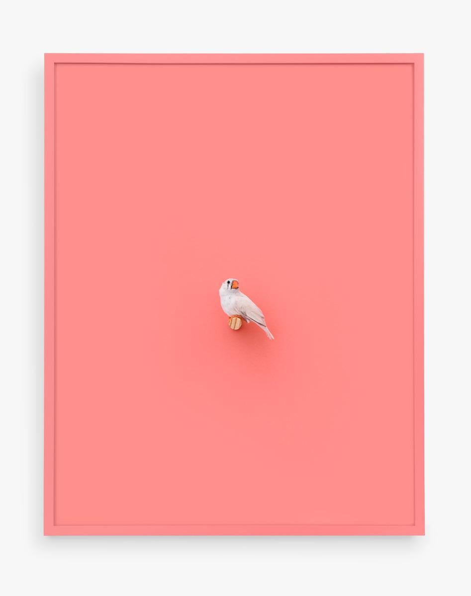 Daniel Handal Still-Life Photograph - White Zebra Finch (Orange Flamingo)