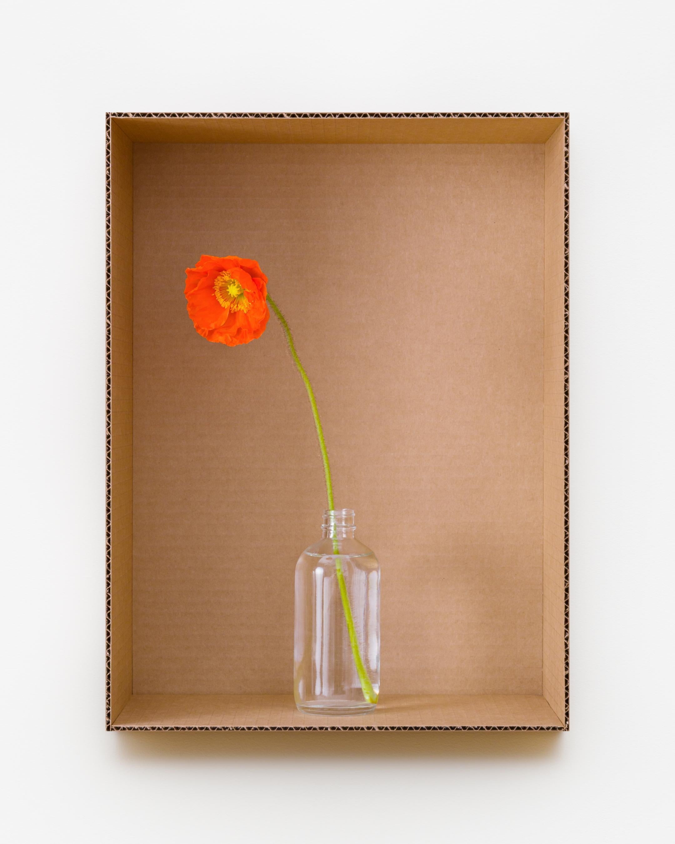 Wonderland Orange Poppy (Clear) - Photograph by Daniel Handal