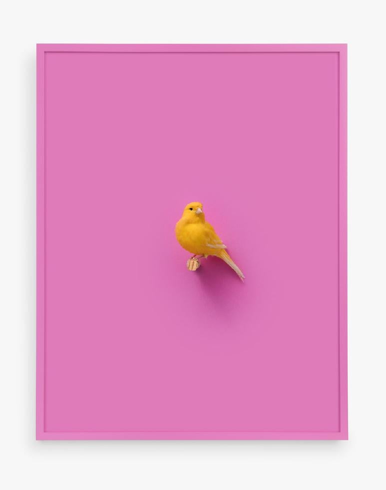 Daniel Handal Color Photograph - Yellow Factor American Singer (Hot Pink)