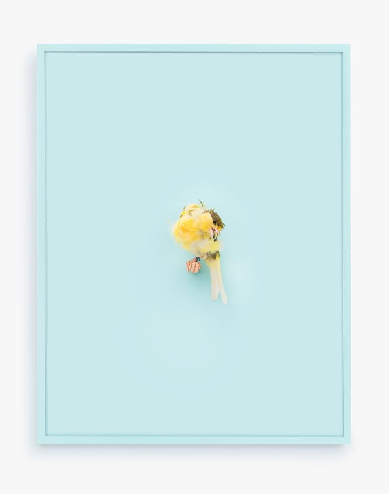 Daniel Handal Color Photograph - Yellow Parisian Frilled Canary (Baby Blue)