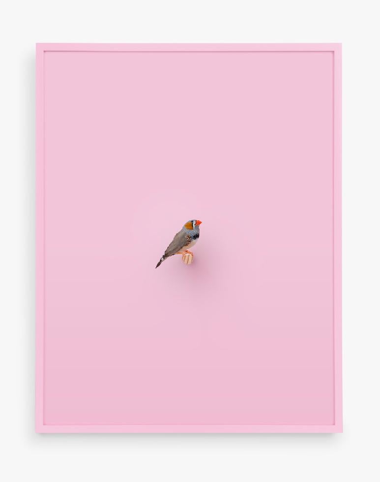 Daniel Handal Color Photograph - Zebra Finch (розовый)