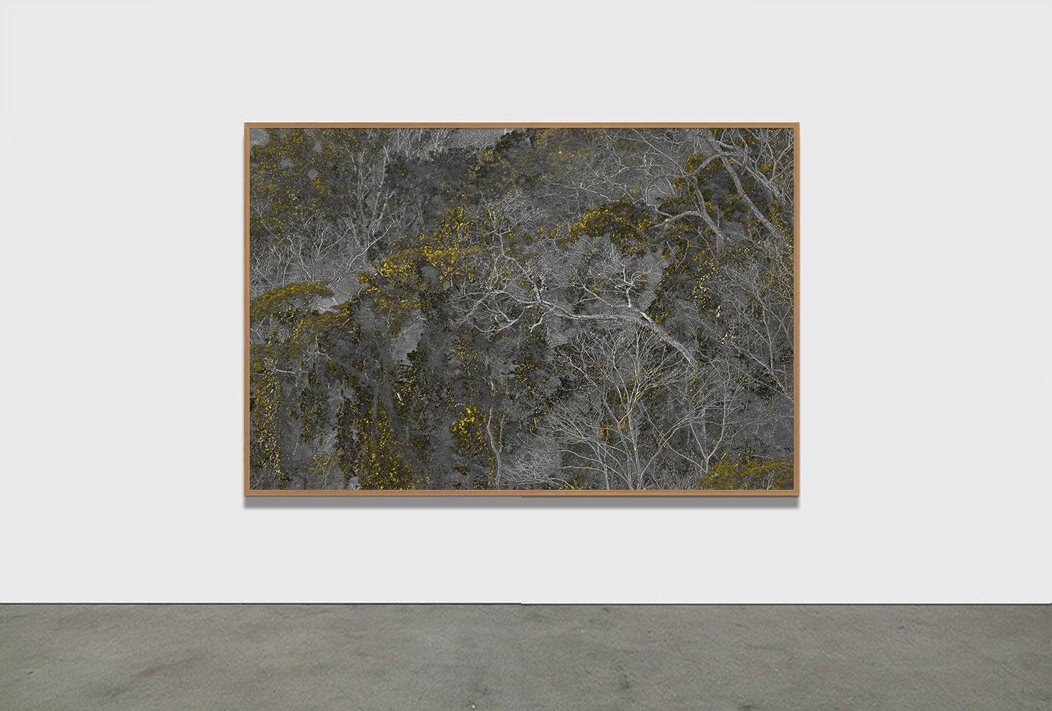 PAYSAGE ANCESTRAL 1 - Forêt tropicale, Brésil par Daniel Mansur en vente 1