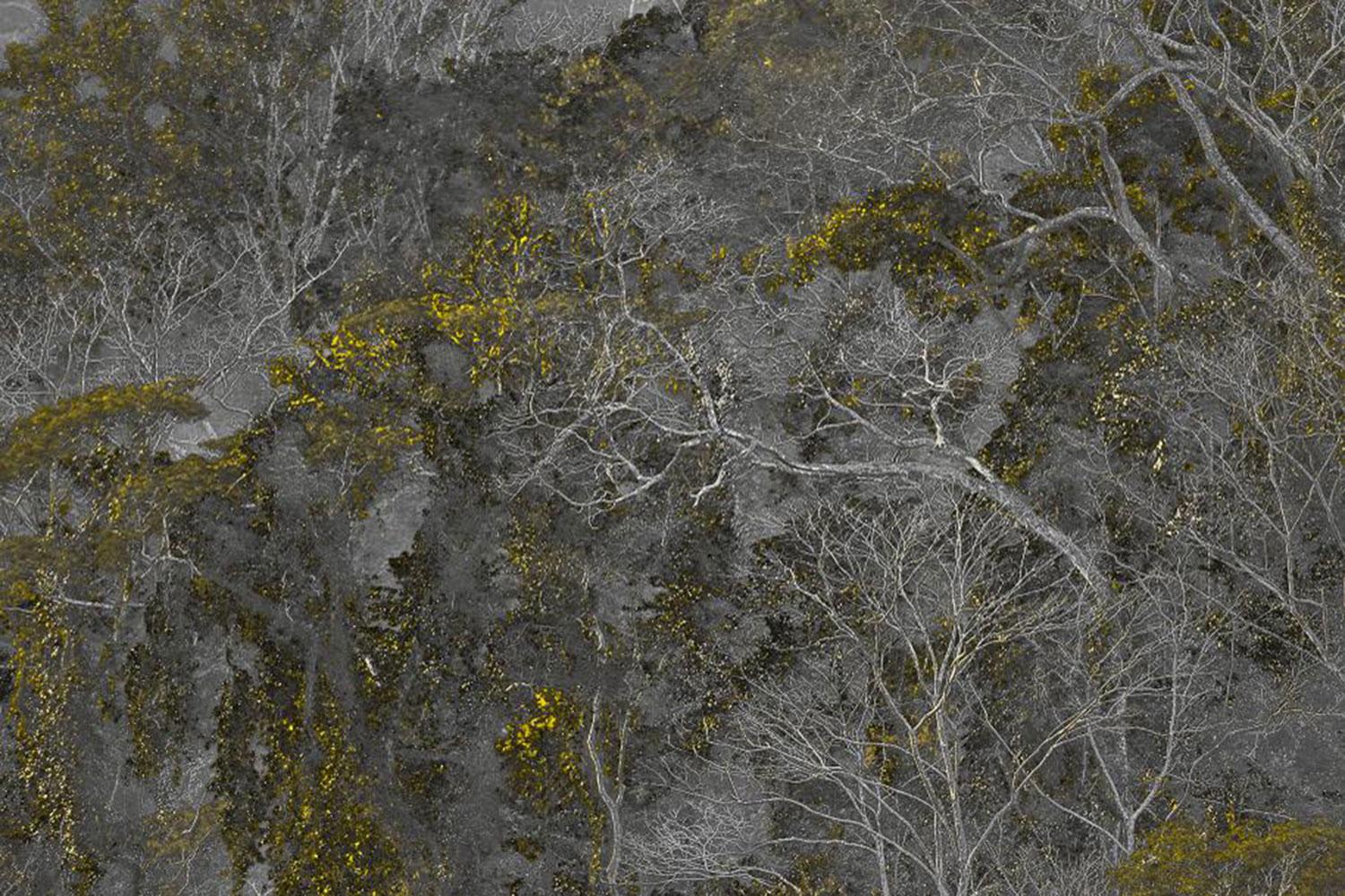 ANCESTRAL LANDSCAPE 1 - Rainforest, Brazil by Daniel Mansur