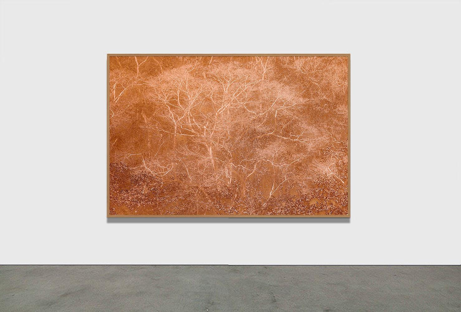 PAYSAGE ANCESTRAL 2 - Forêt tropicale, Brésil par Daniel Mansur en vente 1