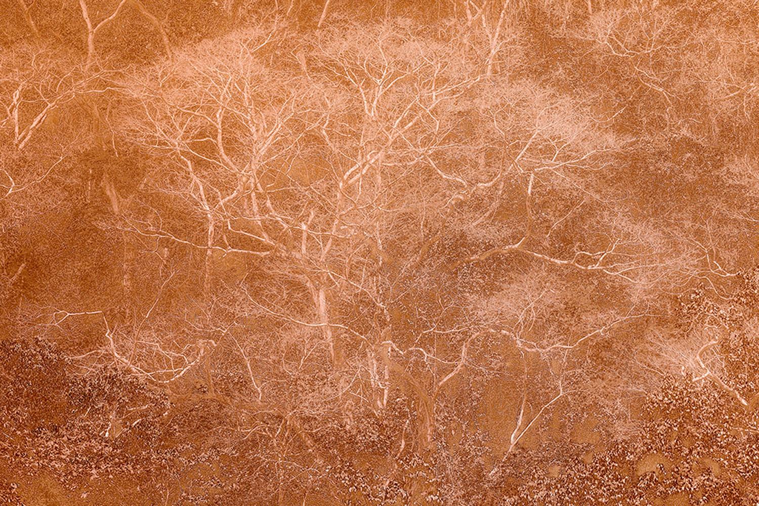 ANCESTRAL LANDSCAPE 2 - Rainforest, Brazil by Daniel Mansur