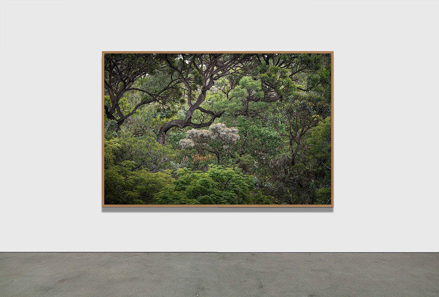 PAYSAGE ANCESTRAL 3 - Forêt tropicale, Brésil par Daniel Mansur en vente 1